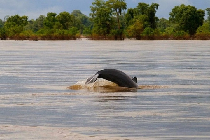  Thị trấn nhỏ Kratie nằm trên bờ sông Mekong. Nơi đây nổi tiếng với loài cá heo sông.
