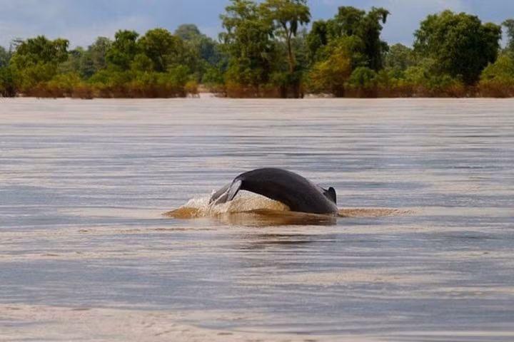  Thị trấn nhỏ Kratie nằm trên bờ sông Mekong. Nơi đây nổi tiếng với loài cá heo sông.