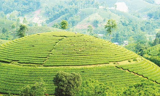 Nhìn từ trên cao, hình dáng người công nhân đang chăm sóc chè thật nhỏ bé giữa màu xanh mênh mông