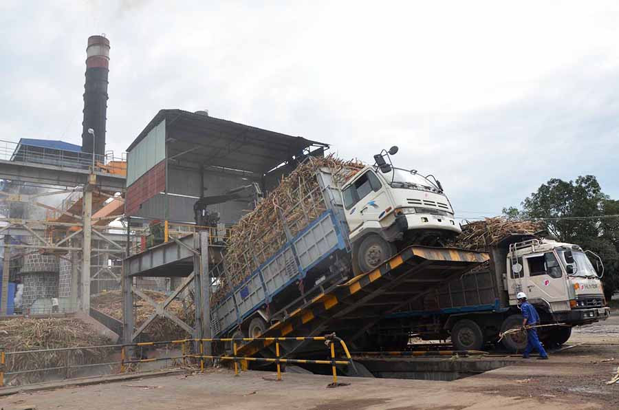  Mía nhập về Nhà máy Đường Ayun Pa. Ảnh: Đ.P 
