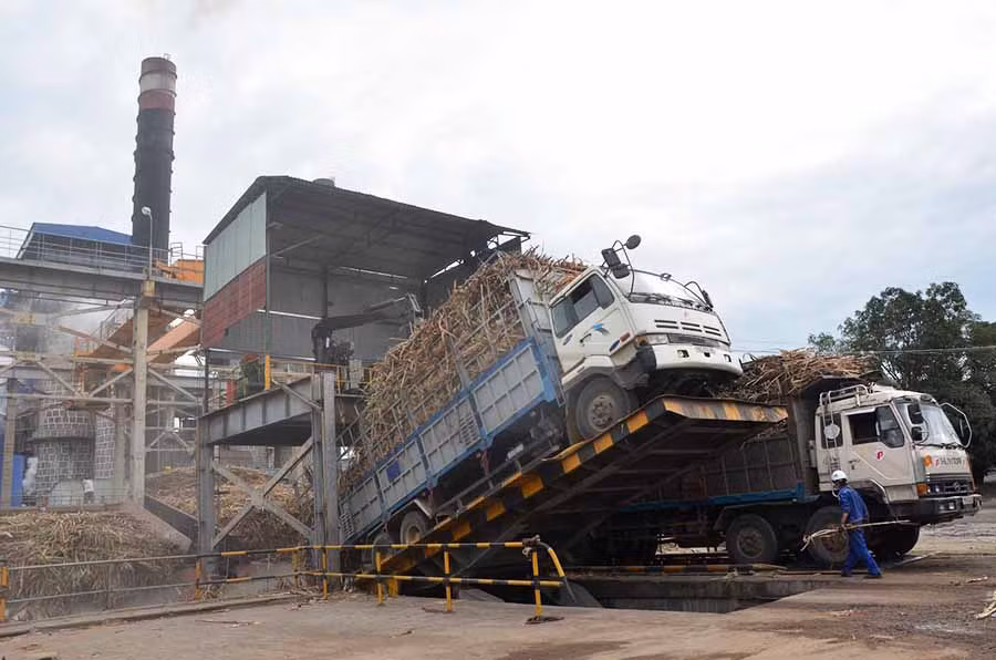  Mía nhập về Nhà máy Đường Ayun Pa. Ảnh: Đ.P 