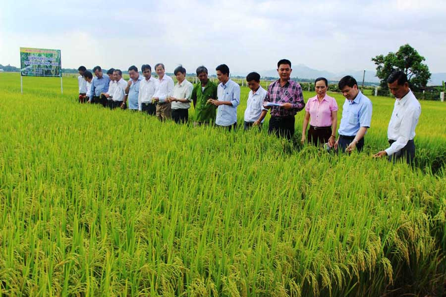  Triển khai cánh đồng lớn một giống nếp địa phương rộng 120 ha cho năng suất và hiệu quả cao. Ảnh: Đ.P