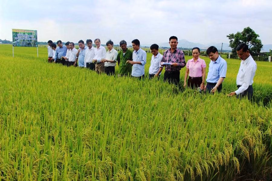  Triển khai cánh đồng lớn một giống nếp địa phương rộng 120 ha cho năng suất và hiệu quả cao. Ảnh: Đ.P