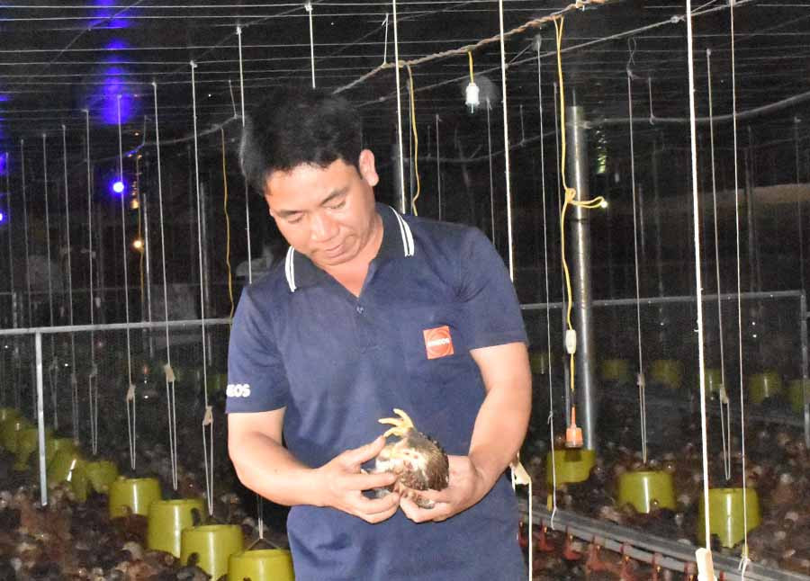  Ông Bính kiểm tra đàn gà thịt nuôi theo công nghệ cao của gia đình. Ảnh: P.T