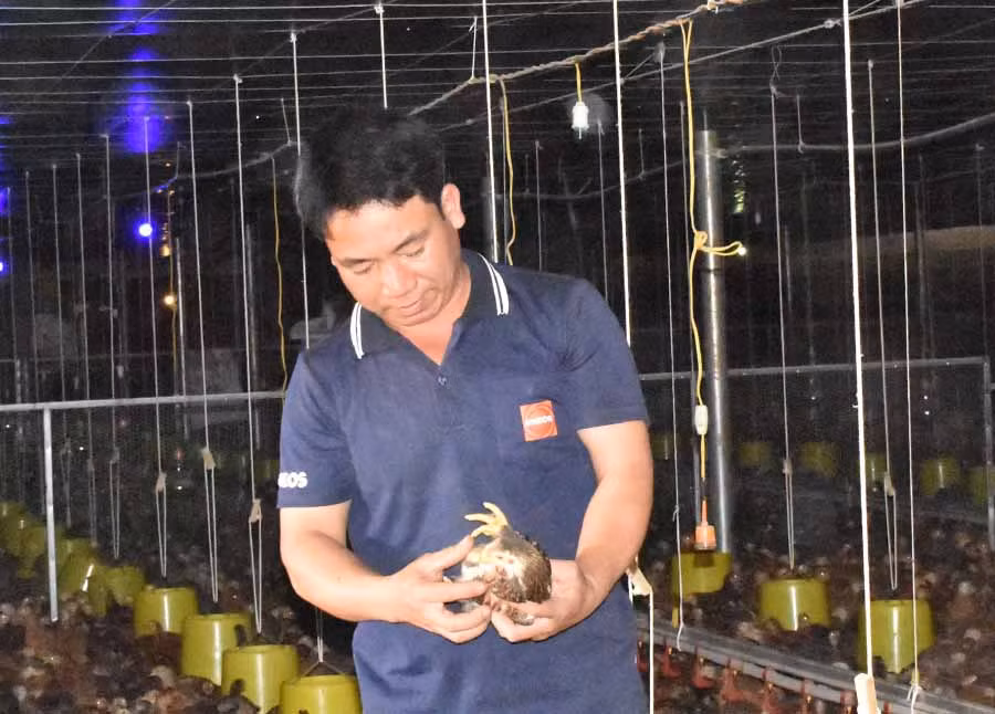  Ông Bính kiểm tra đàn gà thịt nuôi theo công nghệ cao của gia đình. Ảnh: P.T