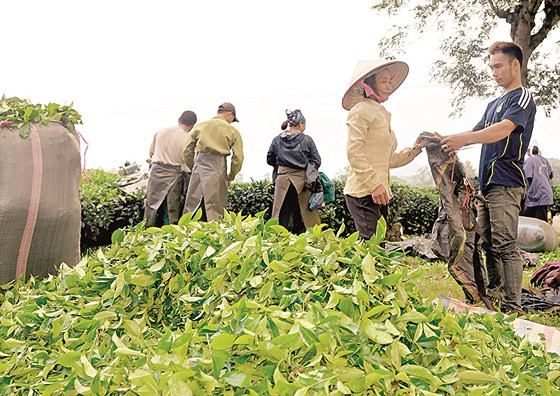  Chè được tập kết về một nơi trước khi dồn vào các bao tải dứa