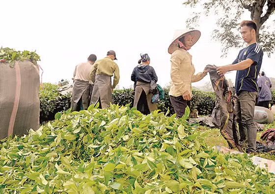  Chè được tập kết về một nơi trước khi dồn vào các bao tải dứa