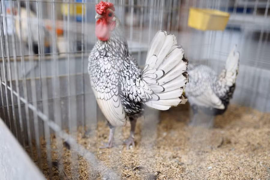 Gà vảy cá hay còn được gọi là gà Sebright là một giống gà có nguồn gốc từ nước Anh và được nuôi để làm cảnh