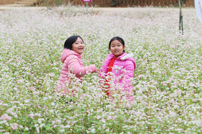  Trẻ em chạy nhảy, nô đùa trong cánh đồng hoa tam giác mạch.