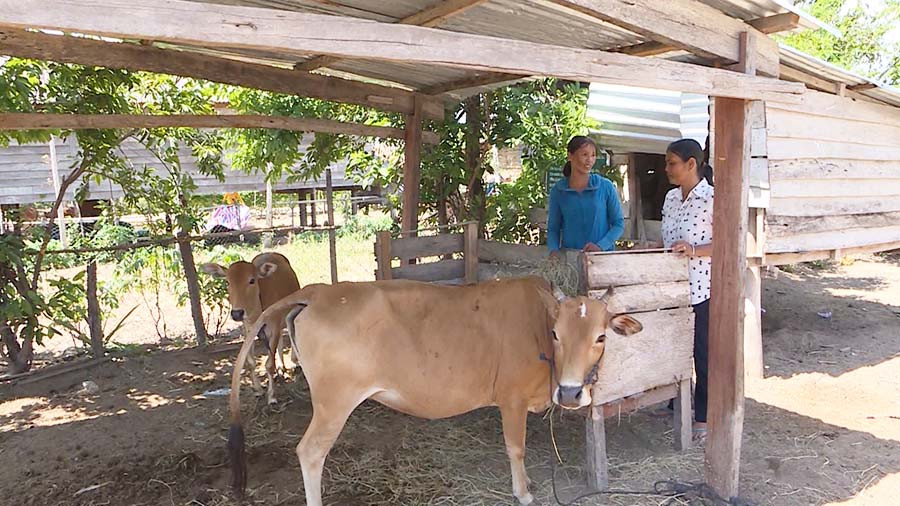 Nhờ được cho nuôi rẽ bò, gia đình chị Rah Lan Huinh đã thoát nghèo. Ảnh: L.N  Nhờ được cho nuôi rẽ bò, gia đình chị Rah Lan Huinh đã thoát nghèo. Ảnh: L.N
