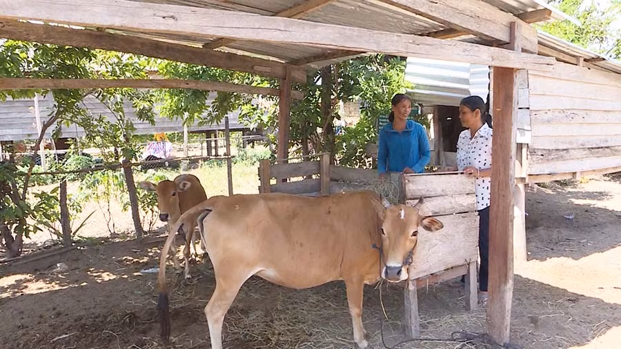  Nhờ được cho nuôi rẽ bò, gia đình chị Rah Lan Huinh đã thoát nghèo. Ảnh: L.N