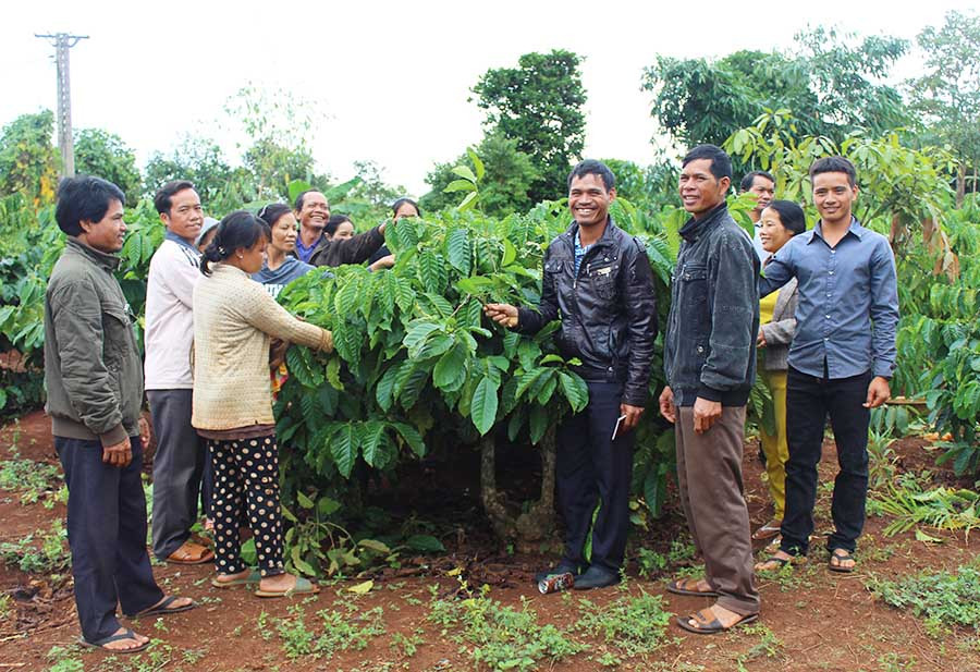  Nông dân xã A Dơk (huyện Đak Đoa) tham quan mô hình sản xuất cà phê. Ảnh: N.H