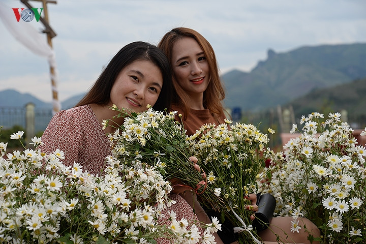  Những cánh hoa trắng, thanh tú mỏng manh khoe sắc trong sương sớm.