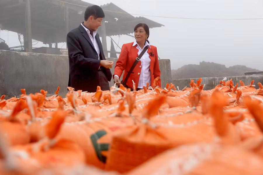 Gia đình bà Sinh làm giàu từ cây dong đặc sản