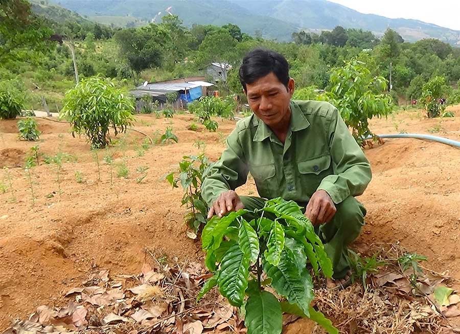 Ông Siu Em bên vườn cà phê vừa trồng sau khi phá bỏ bời lời. Ảnh: C.H