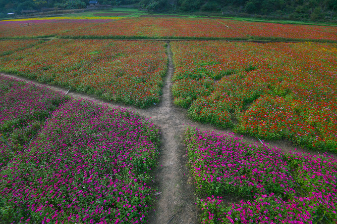Hoa được trồng sát đến chân núi. Khoảng hở bên trong những ruộng hoa cho phép khách tham quan đi vào để tìm kiếm những góc chụp ưng ý.