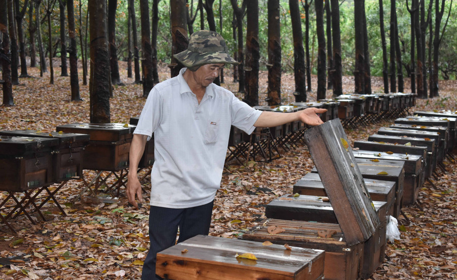 Hơn 200 thùng ong của gia đình ông Hưng bị phá hoại. Ảnh: Phan Thương
