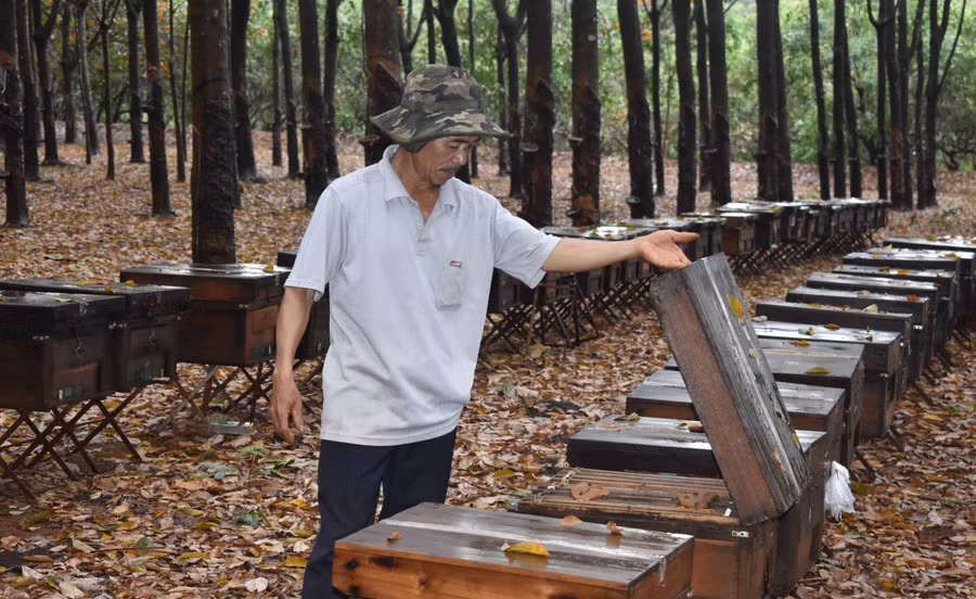 Hơn 200 thùng ong của gia đình ông Hưng bị phá hoại. Ảnh: Phan Thương