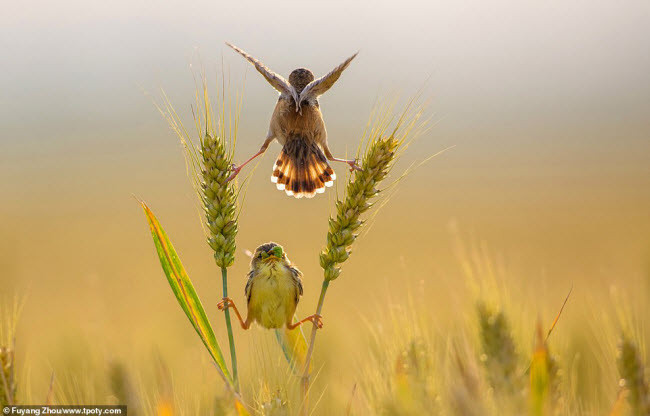 Chim sẻ mẹ mớm thức ăn cho chim non ở Trung Quốc. Ảnh: Fuyang Zhou