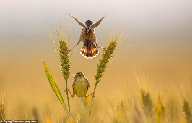 Chim sẻ mẹ mớm thức ăn cho chim non ở Trung Quốc. Ảnh: Fuyang Zhou