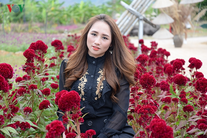 Ngoài cúc họa mi, nơi đây còn được tô điểm bởi nhiều loài hoa khác như cúc lá nhám, cúc bách nhật, hoa cải, hoa mào gà.