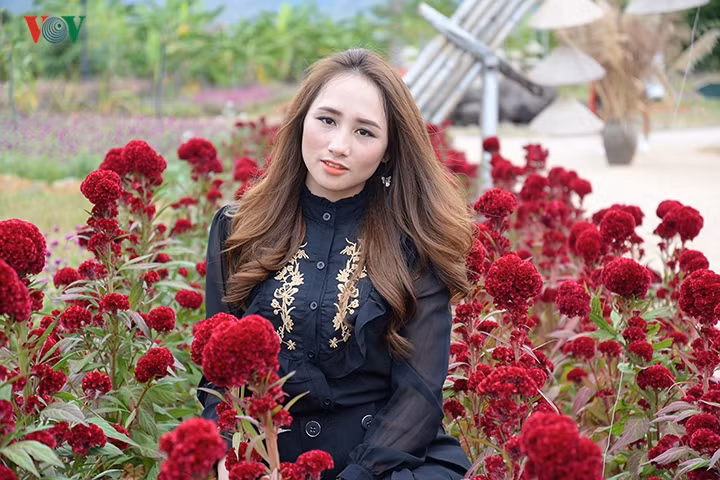 Ngoài cúc họa mi, nơi đây còn được tô điểm bởi nhiều loài hoa khác như cúc lá nhám, cúc bách nhật, hoa cải, hoa mào gà.