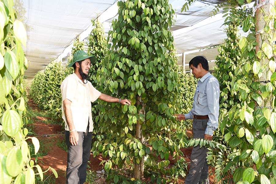  Vườn hồ tiêu của anh Ngô Văn Tiên (xã Nam Yang, huyện Đak Đoa) được trồng và chăm sóc theo hướng hữu cơ. Ảnh: N.S