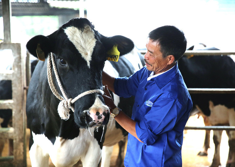 Lão nông 4.0 đút túi vài tỷ đồng mỗi năm nhờ áp dụng công nghệ vào mô hình chăn nuôi bò sữa của gia đình