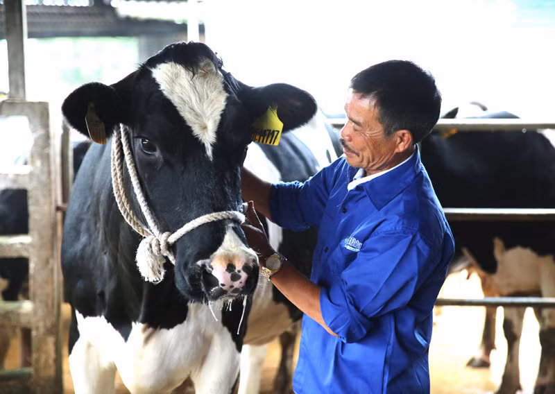 Lão nông 4.0 đút túi vài tỷ đồng mỗi năm nhờ áp dụng công nghệ vào mô hình chăn nuôi bò sữa của gia đình