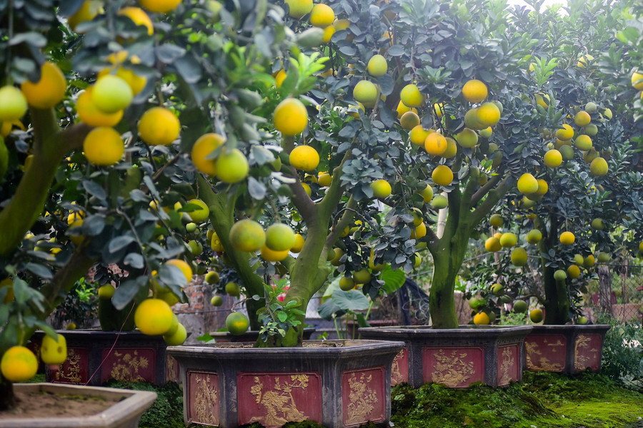 "Trong vườn tôi có nhiều cây bưởi cổ thụ, có cây tôi săn lùng hàng năm mới có thể mua được, cũng có cây mua trước vài tháng. Nhưng cứ ở đâu có bưởi đẹp tôi lại lặn lội đi xem, nếu ưng tôi mua cho bằng được về trồng chăm sóc", anh Mến chia sẻ. "Trong vườn tôi có nhiều cây bưởi cổ thụ, có cây tôi săn lùng hàng năm mới có thể mua được, cũng có cây mua trước vài tháng. Nhưng cứ ở đâu có bưởi đẹp tôi lại lặn lội đi xem, nếu ưng tôi mua cho bằng được về trồng chăm sóc", anh Mến chia sẻ.