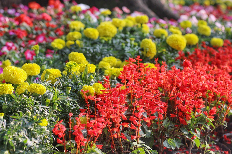 Con đường hoa được thực hiện bởi các nghệ nhân từ TP Hồ Chí Minh. Các loại hoa được trồng đan xen, tạo nên các mảng màu bắt mắt, đẹp rực rỡ.