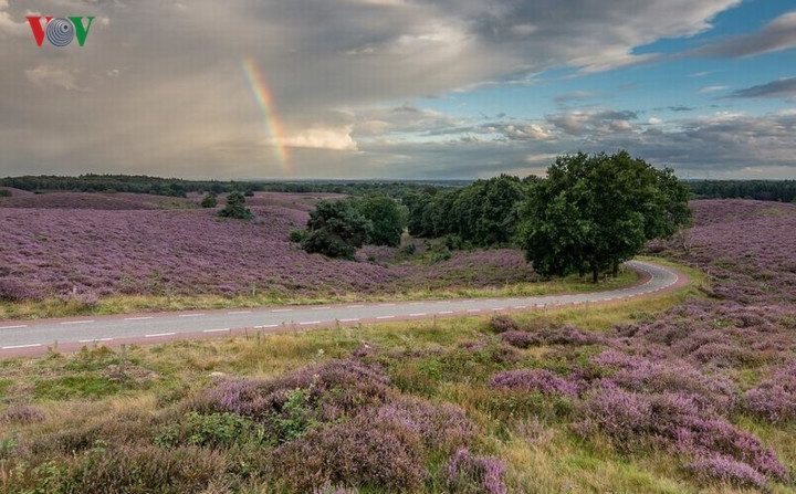 Khám phá vẻ đẹp bất tận của những khu rừng gần Arnhem, Apeldoorn, hay dạo bước trên con đường phủ đầy lá vàng, du khách cảm nhận không gian đậm nét Hà Lan.