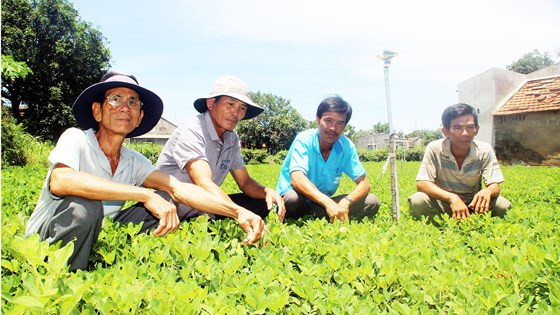 Chân dung những "phù thủy" làng đậu phộng Vĩnh Hội  Chân dung những