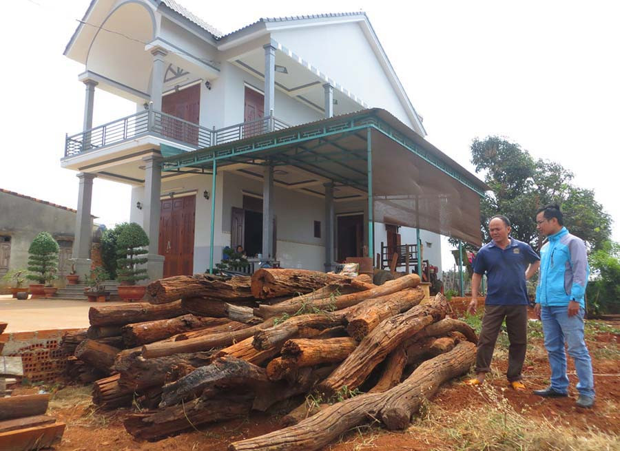 Những ngôi nhà lầu khang trang nằm bên những vườn tiêu chết rụi, người dân phải nhổ trụ tiêu lên để bán kiếm tiền trả ngân hàng. Ảnh: Q.T