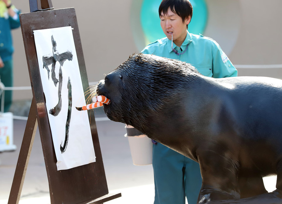 Tại thủy cung Hakkeijima ở thành phố Yokohama, chú hải cẩu tên 