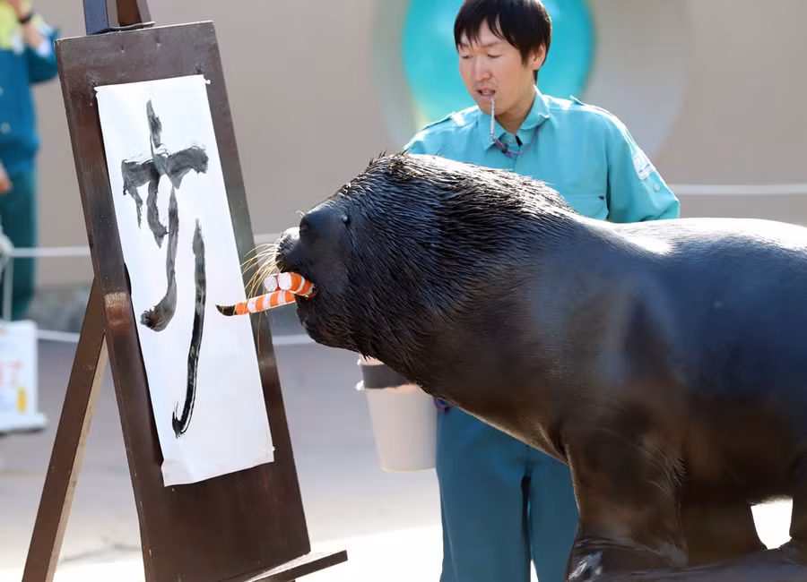 Tại thủy cung Hakkeijima ở thành phố Yokohama, chú hải cẩu tên 