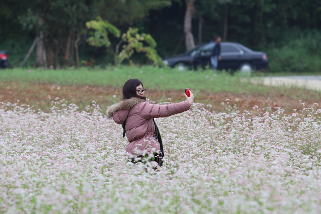 Chị Phạm Quỳnh Hoa (quận Hai Bà Trưng, Hà Nội) chia sẻ: “Tôi rất thích hoa, đặc biệt là hoa tam giác mạch, nhưng chưa có dịp đến Hà Giang để chiêm ngưỡng. Thật tuyệt vời khi được ở giữa cánh đồng và cảm nhận mùi hương của hoa mà không cần phải lên tận Hà Giang