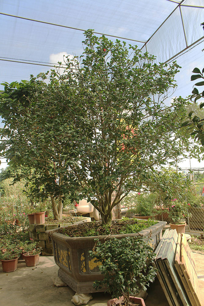 Cây trà cổ có giá 120 triệu đồng với tuổi đời hơn 40 năm