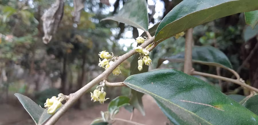 Mỗi loài hoa đều mang đến vẻ đẹp khác nhau. 