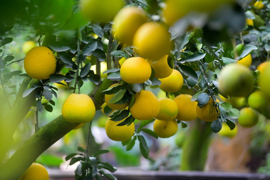 Những cây bưởi cổ thụ này thường có quả tự nhiên và quả ghép, có cây lên tới gần 300 quả. Những cây bưởi cổ thụ này thường có quả tự nhiên và quả ghép, có cây lên tới gần 300 quả.