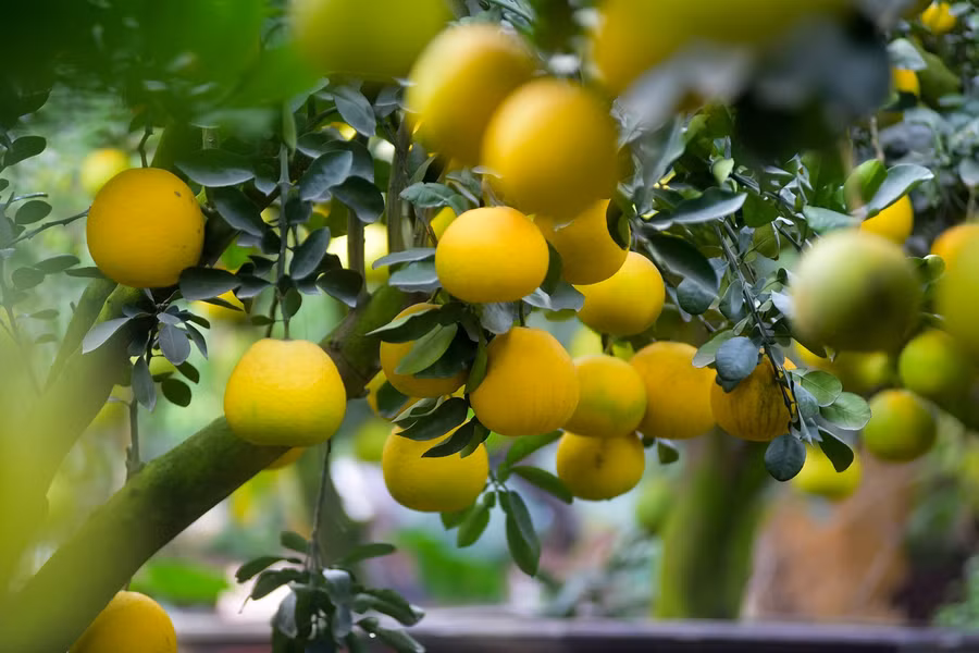 Những cây bưởi cổ thụ này thường có quả tự nhiên và quả ghép, có cây lên tới gần 300 quả.