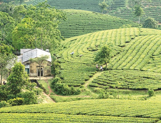  Một ngôi nhà nhỏ của công nhân định cư bên nông trường chè bao la