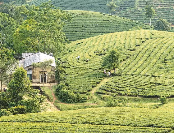  Một ngôi nhà nhỏ của công nhân định cư bên nông trường chè bao la