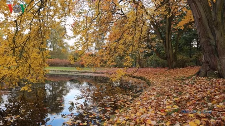  Mùa thu ở đây bắt đầu bằng sự thay sắc của các khu rừng, công viên, những hàng cây bên bờ kênh, và kết thúc khi cây rụng lá.