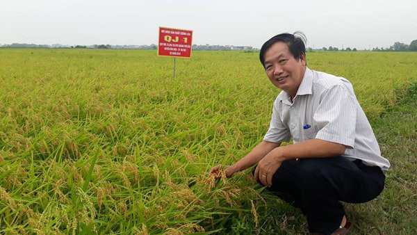 GS.TSKH Trần Duy Quý - cha đẻ của nhiều loại lúa lai Việt Nam sẽ được tôn vinh tại chương trình 