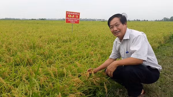 GS.TSKH Trần Duy Quý - cha đẻ của nhiều loại lúa lai Việt Nam sẽ được tôn vinh tại chương trình 