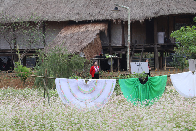 Hoa tam giác mạch từng chùm li ti 