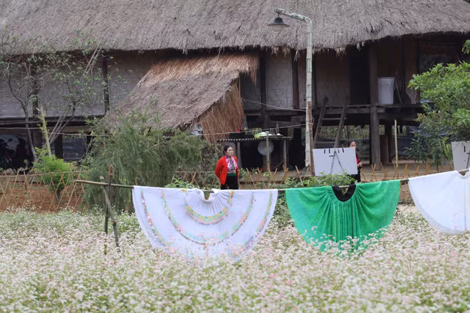 Hoa tam giác mạch từng chùm li ti 