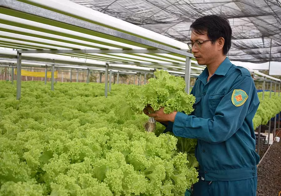  Anh Dũng thu hoạch rau xà lách. Ảnh: Phan Thương