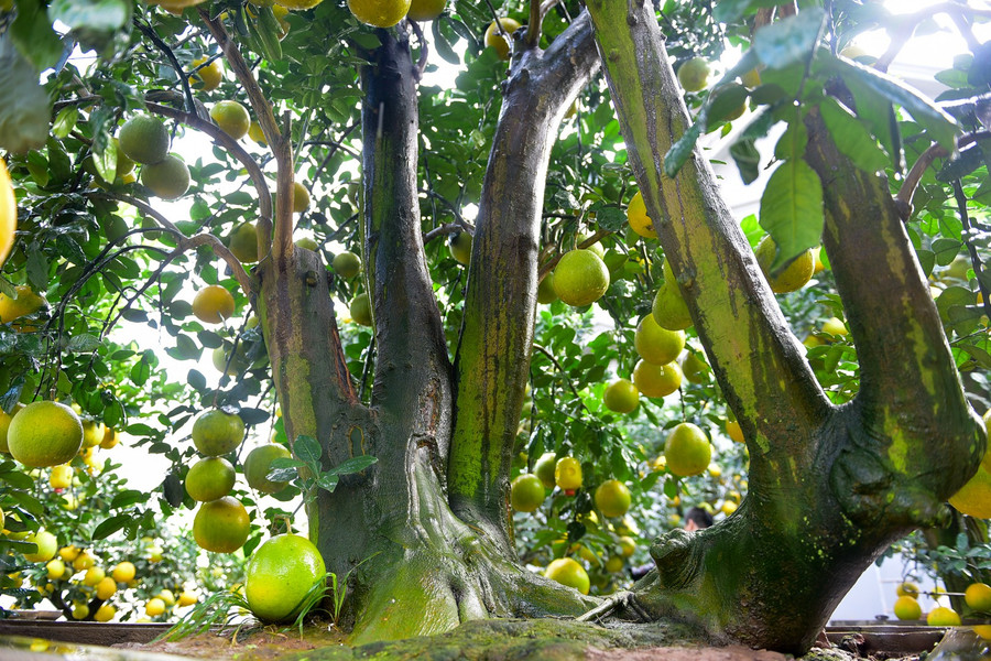 Để có vườn bưởi đẹp và sai trĩu trịt như gia đình anh, chi phí đầu tư rất lớn, cóc lúc bỏ ra cả 2-3 tỷ để mua cây. "Làm nghề này cần phải có đam mê đặc biệt phải có kỹ thuật chăm sóc và hiểu được đặc tính của cây. Nhiều khi mua cây về, mấy hôm cây chết coi như mát trắng", anh Mến tâm sự. Để có vườn bưởi đẹp và sai trĩu trịt như gia đình anh, chi phí đầu tư rất lớn, cóc lúc bỏ ra cả 2-3 tỷ để mua cây.